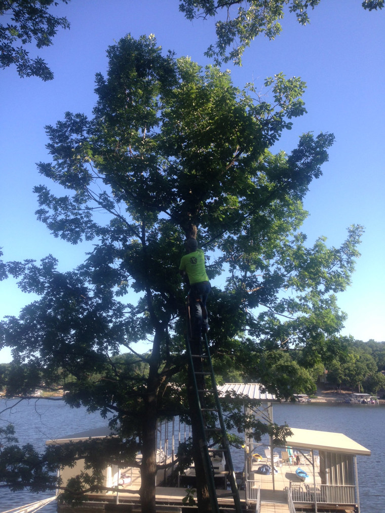 Osage Beach Tree Trimming