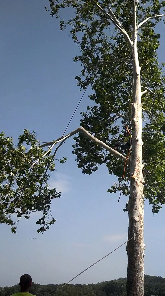 Tree Removal Video